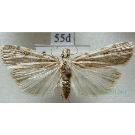 Scoparia subfusca Haworth, 1811 Zamiotka płowa Czech55d